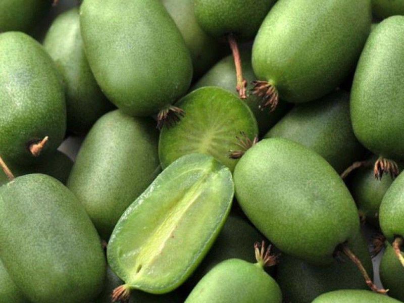 Актинидия купить саженцы из питомнике в Россоши